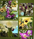 Dendrobium Orchid Plant – Bare Root 1 Stem with Buds & Blooms – Exotic Indoor Flowering Orchid – Dendrobium spp.