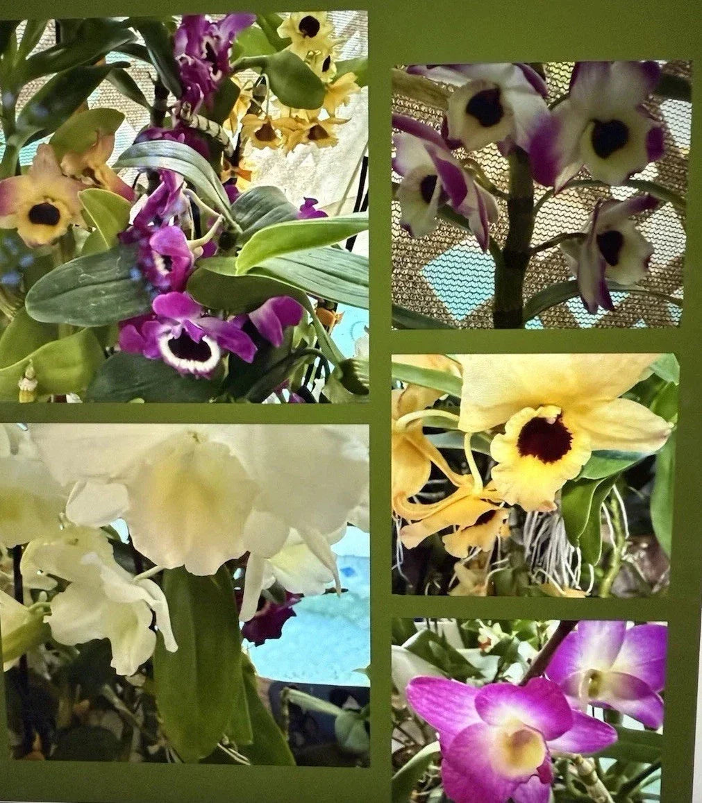 Dendrobium Orchid Plant – Bare Root 1 Stem with Buds & Blooms – Exotic Indoor Flowering Orchid – Dendrobium spp.