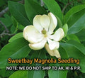Sweetbay Magnolia Tree in Quart Pot, Hardy Fragrant Magnolia virginiana, Ornamental Tree for Garden, Easy-Care Landscape Plant