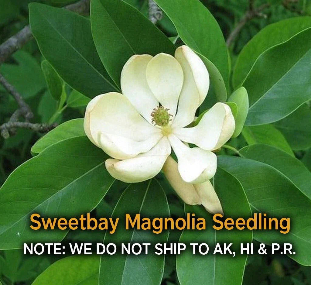 Sweetbay Magnolia Tree in Quart Pot, Hardy Fragrant Magnolia virginiana, Ornamental Tree for Garden, Easy-Care Landscape Plant