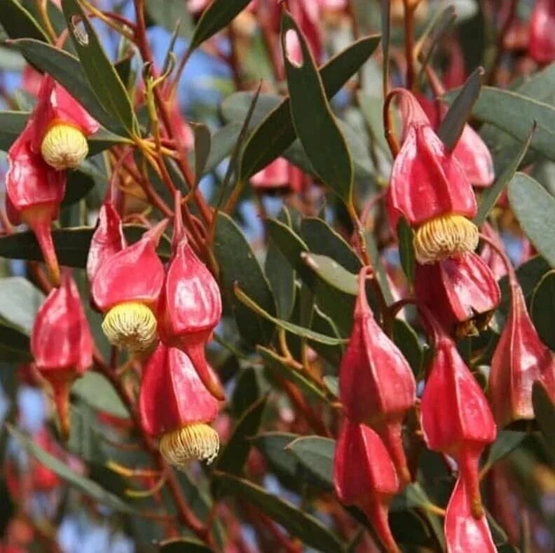 Fuchsia Gum Tree Seeds 30 Pack | Eucalyptus forrestiana | Drought-Tolerant, Fast-Growing Tree for Garden Planting