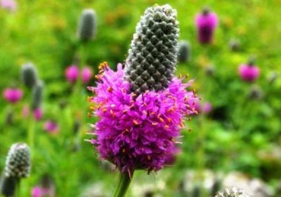 Purple Prairie Clover Seeds - 100 Fresh Dalea purpurea Perennial for Pollinator Gardens & Wildflower Landscaping