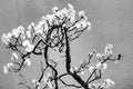 Cherry Tree Bonsai Seeds - 20 Pack Prunus serrulata for Indoor Outdoor Gardening, Miniature Bonsai Tree Seeds
