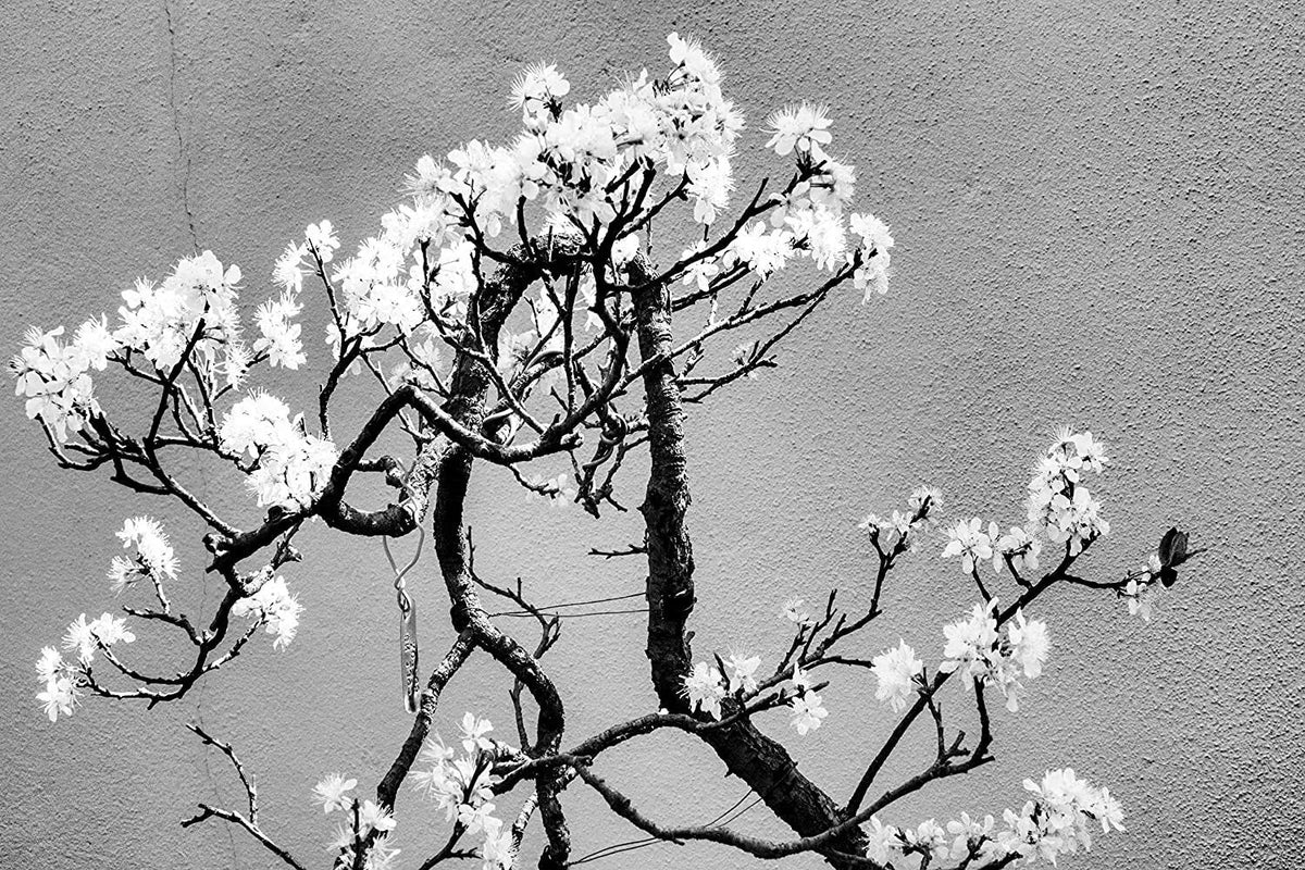 Cherry Tree Bonsai Seeds - 20 Pack Prunus serrulata for Indoor Outdoor Gardening, Miniature Bonsai Tree Seeds