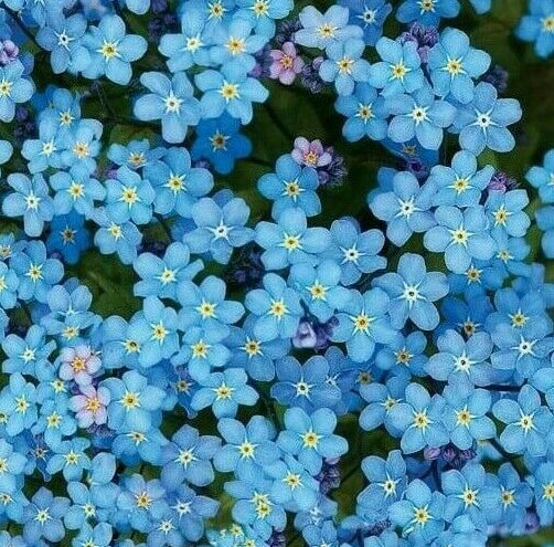 Forget Me Not Seeds 100+ Chinese Blue Wildflower Annual Myosotis sylvatica for Gardens & Borders