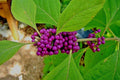 Purple American Beautyberry Bush Shrub - 2 Live Plants Callicarpa americana for Garden, Landscape & Wildlife