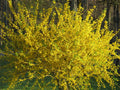10 Forsythia Bush Cuttings - Lynwood Gold Variety - Easy to Root Forsythia x intermedia