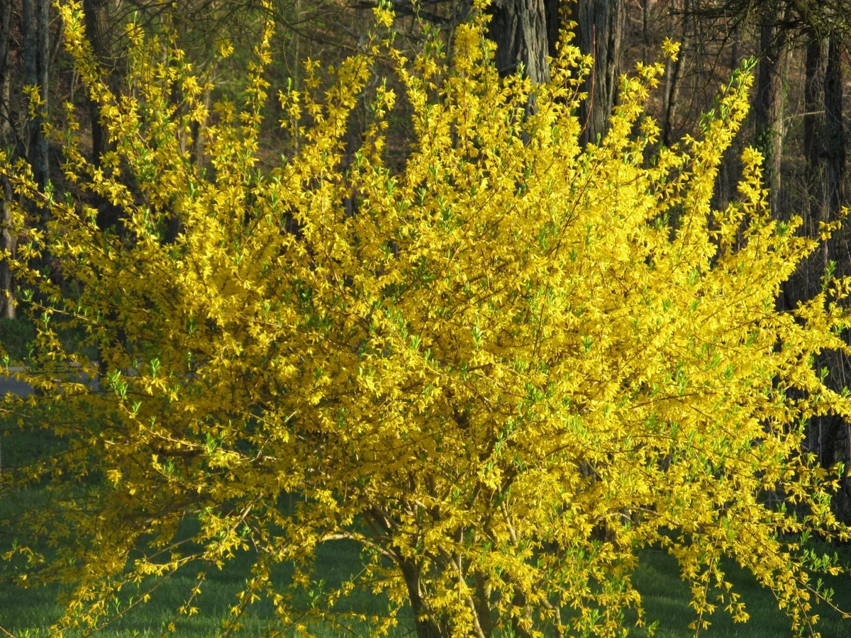 10 Forsythia Bush Cuttings - Lynwood Gold Variety - Easy to Root Forsythia x intermedia
