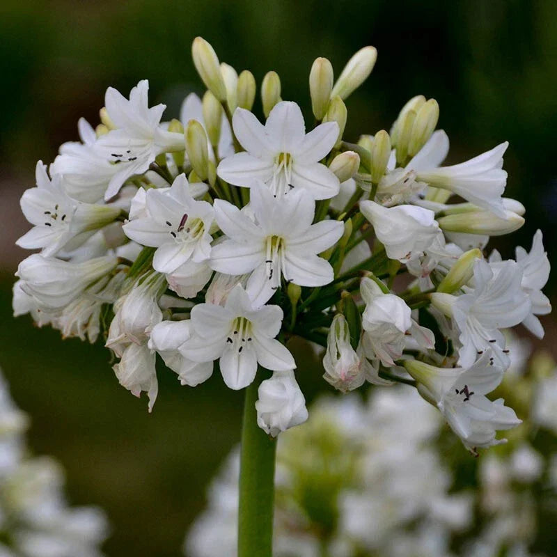 Agapanthus 'Galaxy White' Plants - White Flowering Perennial Bulbs - Hardy Garden Plants - Agapanthus praecox