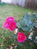 Coral Rose Cuttings - Unrooted, Year-Round Blooms, Rosa spp.