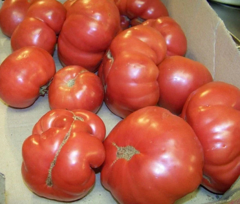 Heirloom Tomato Seeds - Manitoba Variety - Solanum lycopersicum - 38 Seeds for Home Garden & Container Planting