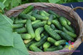 Kirby Cucumber Seeds, 25 Non-GMO Cucumis sativus for Home Garden, Vining, Full Sun, Easy to Grow