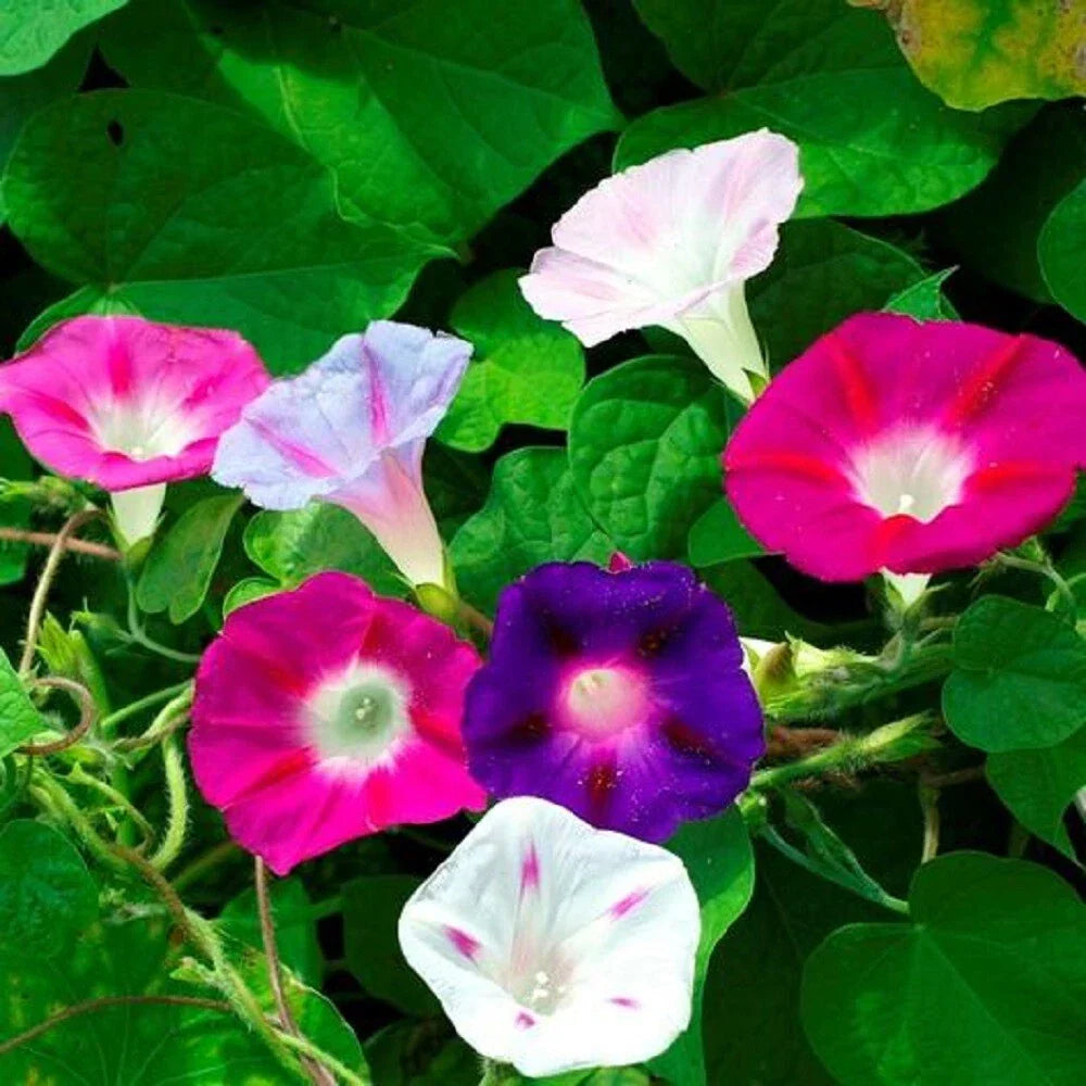 Morning Glory Mixed Flower Seeds, Non-GMO, Heirloom, Ipomoea purpurea, Vining, Full Sun, 100 Seeds