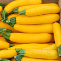 Golden Zucchini Seeds - Cucurbita pepo, Summer Squash, Bright Yellow, 20 Fresh Premium Seeds