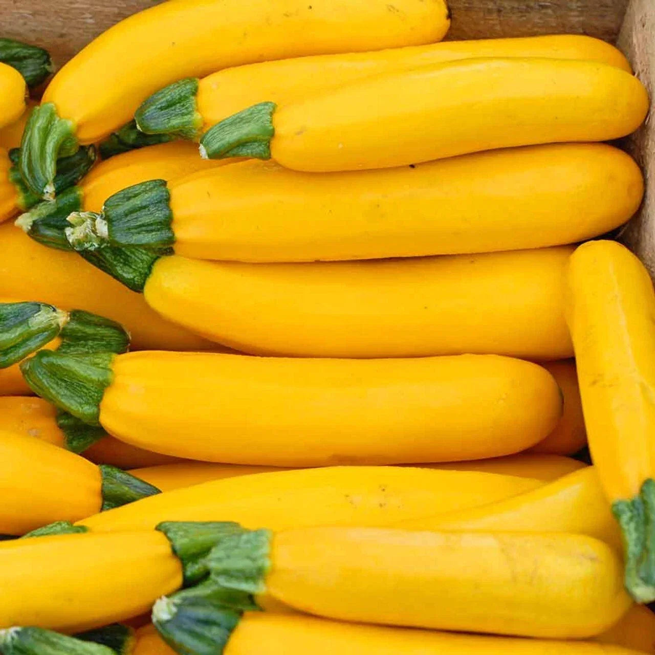 Golden Zucchini Seeds - Cucurbita pepo, Summer Squash, Bright Yellow, 20 Fresh Premium Seeds