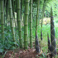 50 Bamboo Seeds for Privacy Screen, Clumping Solid Stem Bambusa balcooa, Landscaping, Garden, Shade Screen