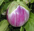 Rosa Bianca Eggplant Seeds - 30 Premium Heirloom Solanum melongena Vegetable Seeds for Home Garden & Containers