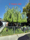 Weeping Willow Tree Cuttings Pack of 5 + 1 Free, Salix Babylonica Fresh Propagation Material for Garden Planting