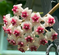Hoya Obovata Splash Live Plant - 8-Inch Rare Indoor Tropical Houseplant