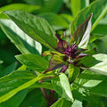 Thai Basil Seeds Pack – Over 500 Non-GMO Seeds for Home Garden, Culinary Use, Ocimum basilicum var. thyrsiflora