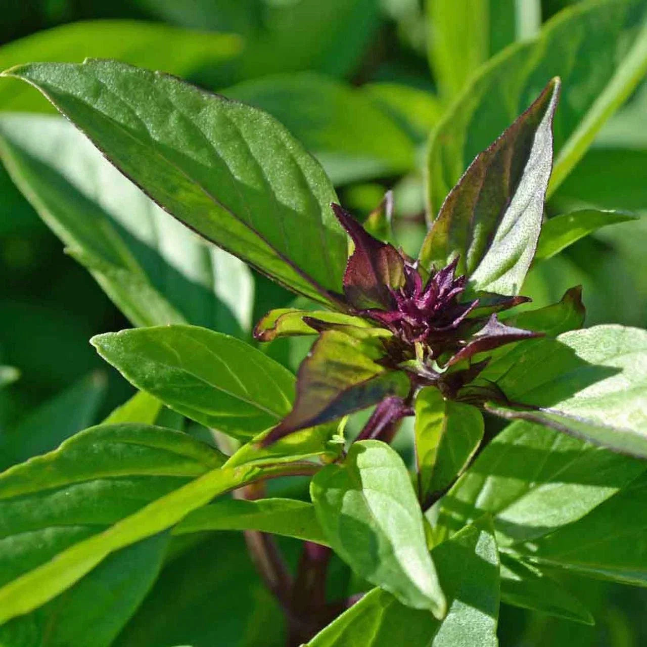 Thai Basil Seeds Pack – Over 500 Non-GMO Seeds for Home Garden, Culinary Use, Ocimum basilicum var. thyrsiflora