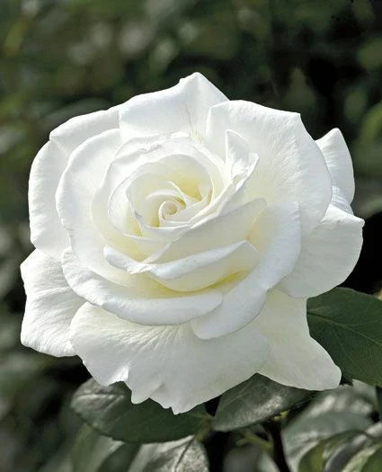 Double White Rose Seeds - Perennial Bush Flower Seeds Rosa 'Double White' for Garden, Borders & Containers