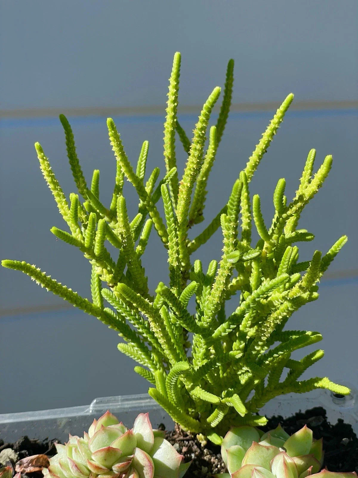 Crassula muscosa 'Watch Chain' Succulent Plant - Rare Live Green Leafy Stems, Fully Rooted, 4-5 Inches, Drought Tolerant, Indoor Outdoor