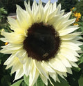 Italian White Sunflower Seeds, Helianthus annuus, Annual Flower for Bees and Birds, Full Sun, 50+ Seeds