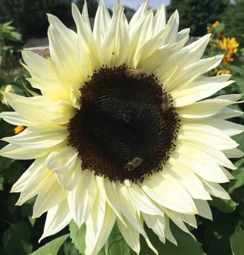 Italian White Sunflower Seeds, Helianthus annuus, Annual Flower for Bees and Birds, Full Sun, 50+ Seeds