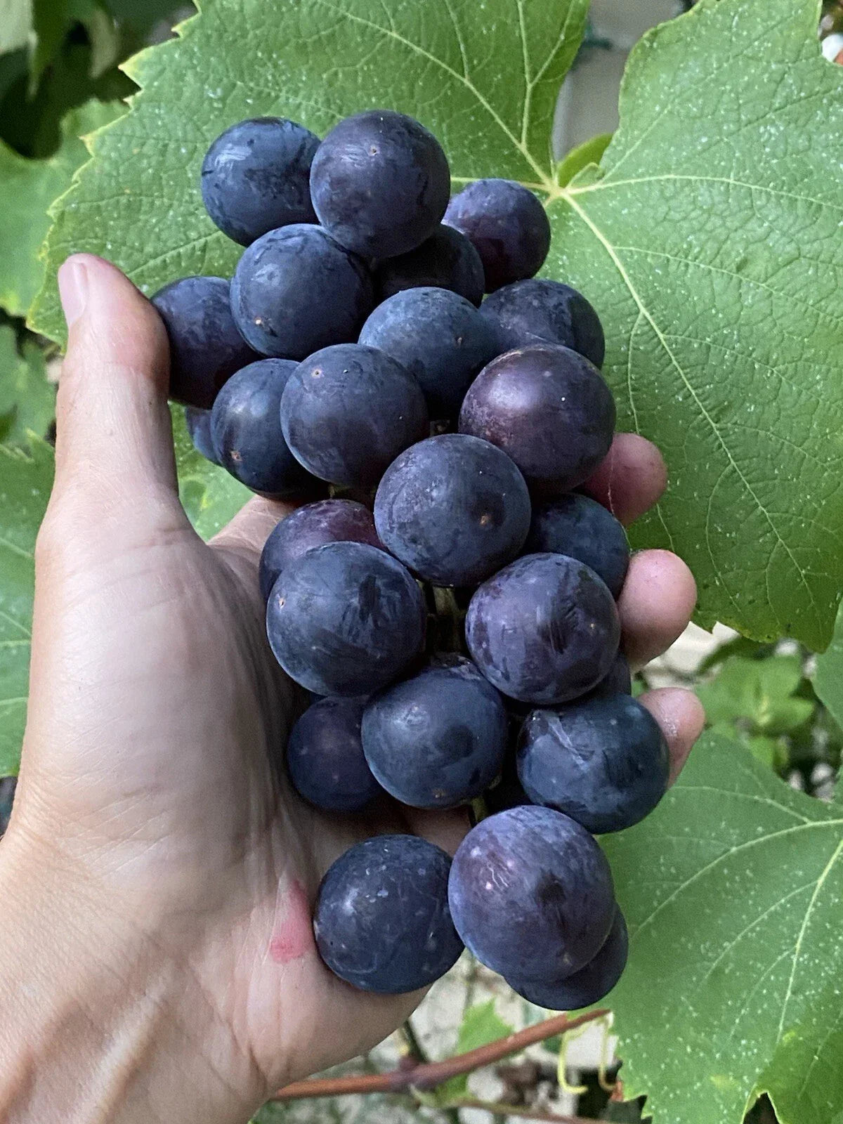 Everest Grape Cuttings - 4 Healthy Vines with 2-3 Nodes for Grafting or Rooting - Vitis vinifera