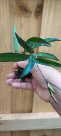 Hoya Wayetii Plant - Rooted Indoor Tropical Vining Houseplant in 4-Inch Pot with Variegated Leaves