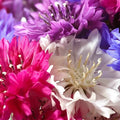 Dwarf Bachelor Button Seeds - Polka Dot Mix - Non-GMO Heirloom - Compact Annual Flowers - Centaurea Cyanus