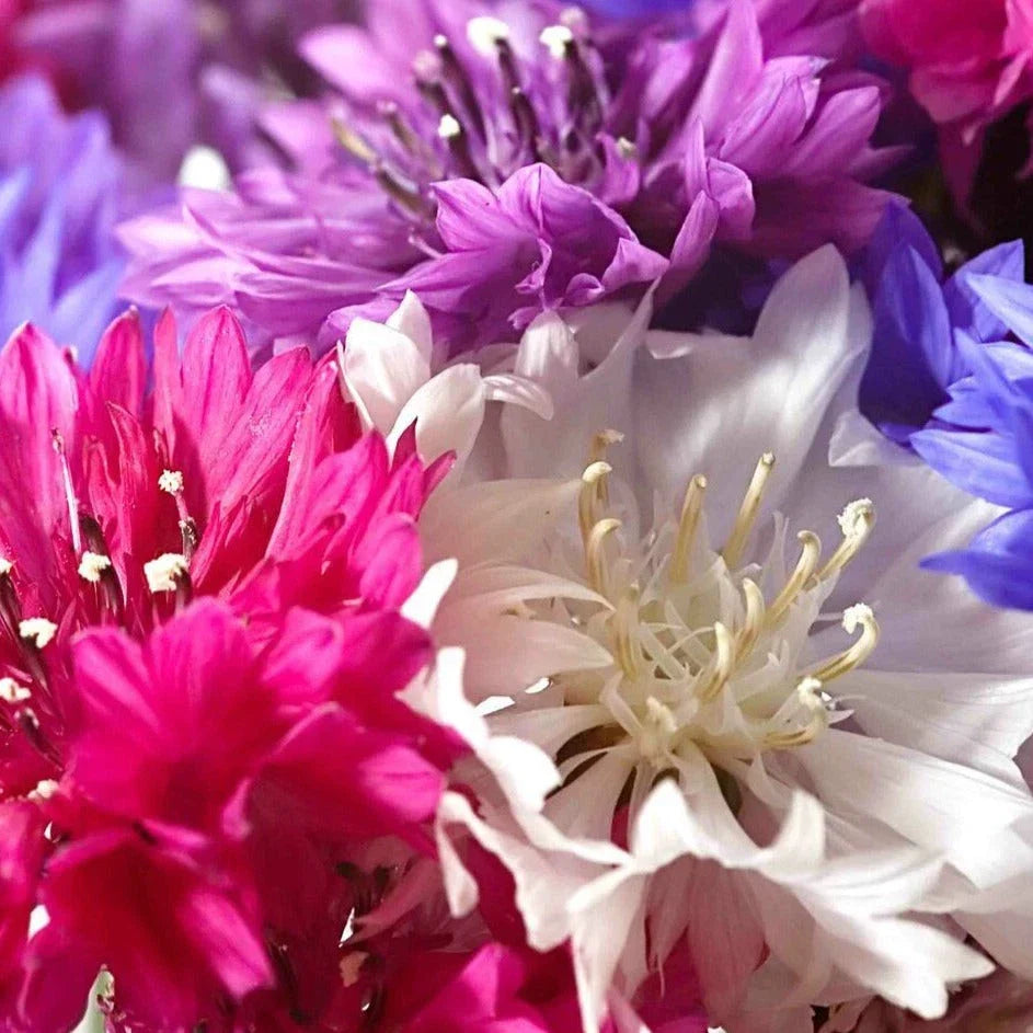Dwarf Bachelor Button Seeds - Polka Dot Mix - Non-GMO Heirloom - Compact Annual Flowers - Centaurea Cyanus