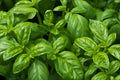 Sweet Basil Seeds - NON-GMO, Easy Grow Herb, Culinary Herb, Ocimum basilicum, Seed Packet