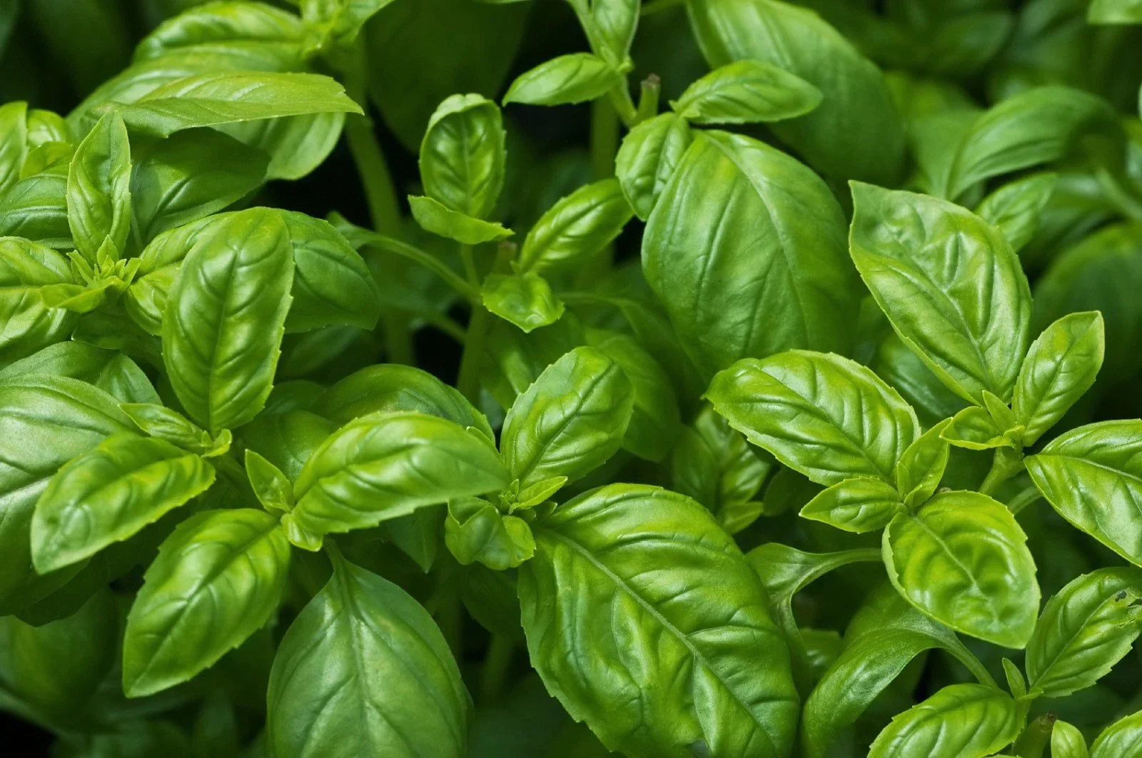 Sweet Basil Seeds - NON-GMO, Easy Grow Herb, Culinary Herb, Ocimum basilicum, Seed Packet