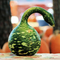 Speckled Swan Gourd Seeds - Ornamental Lagenaria siceraria for Fall Decor, Garden Display & Pollinator Attraction