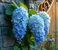 Blue Weeping Wisteria Vine Seedling - 1 Year, Blue Flowers, Wisteria floribunda, Fast-Growing Climbing Plant for Gardens