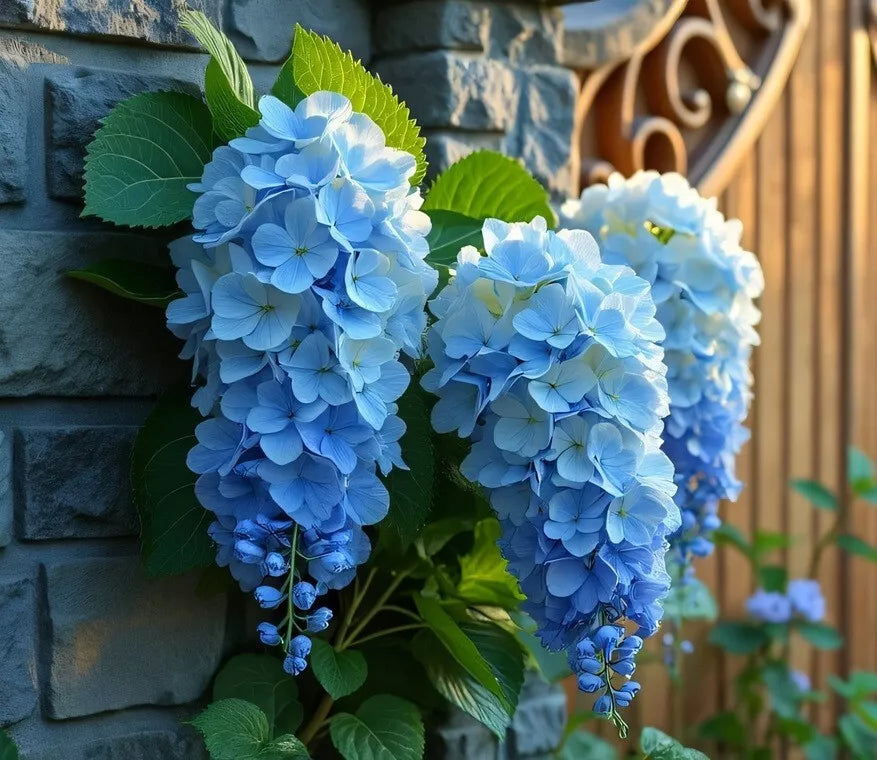 Blue Weeping Wisteria Vine Seedling - 1 Year, Blue Flowers, Wisteria floribunda, Fast-Growing Climbing Plant for Gardens