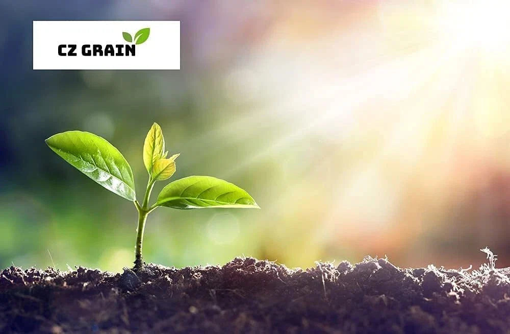 Narrow Leaf Cattail Sedge Seeds, Carex squarrosa, Wetland Plant for Landscaping & Habitat Restoration, 50 Seeds