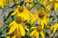 Cutleaf Coneflower Seeds - 200+ Pack, Rudbeckia laciniata, Perennial, Yellow Flowers, Native North America, Easy to Grow