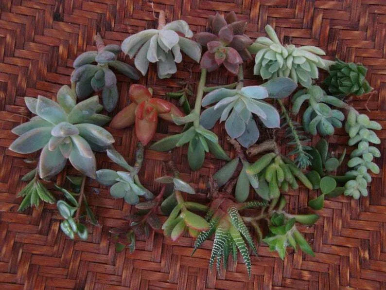 20 Assorted Succulent Cuttings 2-inch Organic Live Plant Trimmings for DIY Arrangements, Indoor Garden, Cactus & Succulent Varieties