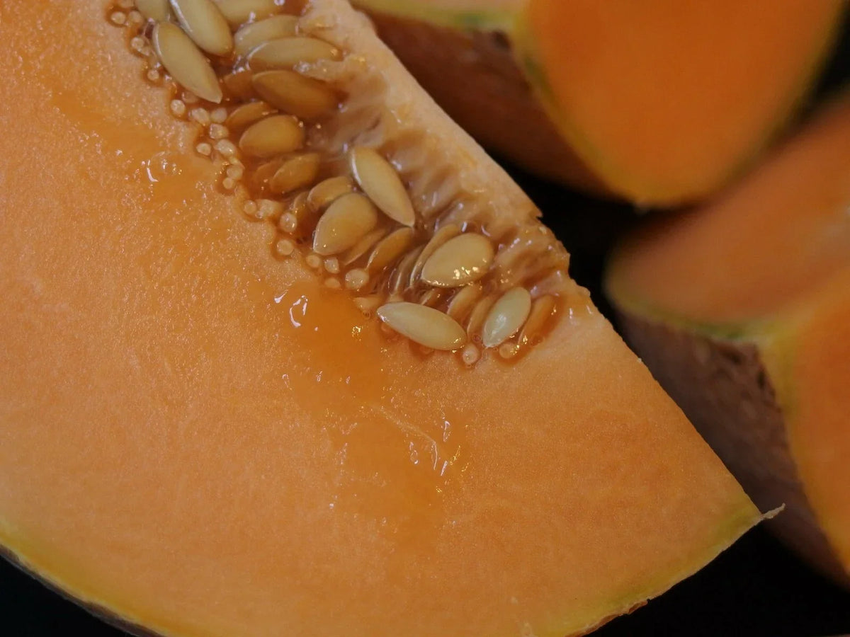 Organic Midget Melon Cantaloupe Seeds 300+ Count - Cucumis melo, Sweet, Fast Growing, Compact Vine, Ideal for Small Gardens & Containers