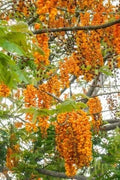 Bronze Shower Tree Seeds - Cassia moschata - Tropical Flowering Tree for Garden & Landscaping - 10 Seeds