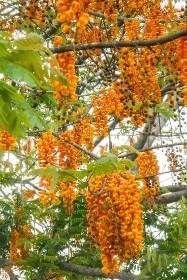 Bronze Shower Tree Seeds - Cassia moschata - Tropical Flowering Tree for Garden & Landscaping - 10 Seeds