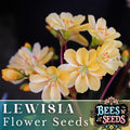 Golden Yellow Lewisia Seeds - Non-GMO Flower Seeds for Garden, Lewisia rediviva, Rock Garden, Border, Container Plant