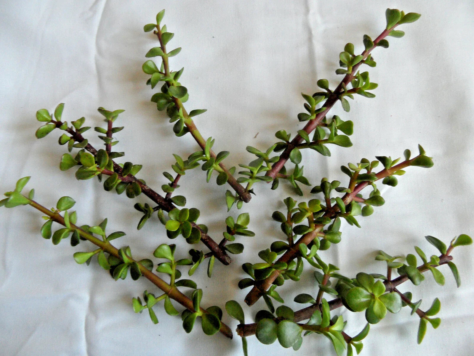 Lot of 6 Spekboom Cuttings - Portulacaria afra with Red Stems, Succulent Plant Propagation, Drought-Tolerant Indoor Outdoor