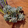 Dudleya gnoma Succulent Plant 3-Inch Green Live Plant, Rare Indoor & Outdoor Succulent, Crassulaceae, Unique Rock Garden Gift