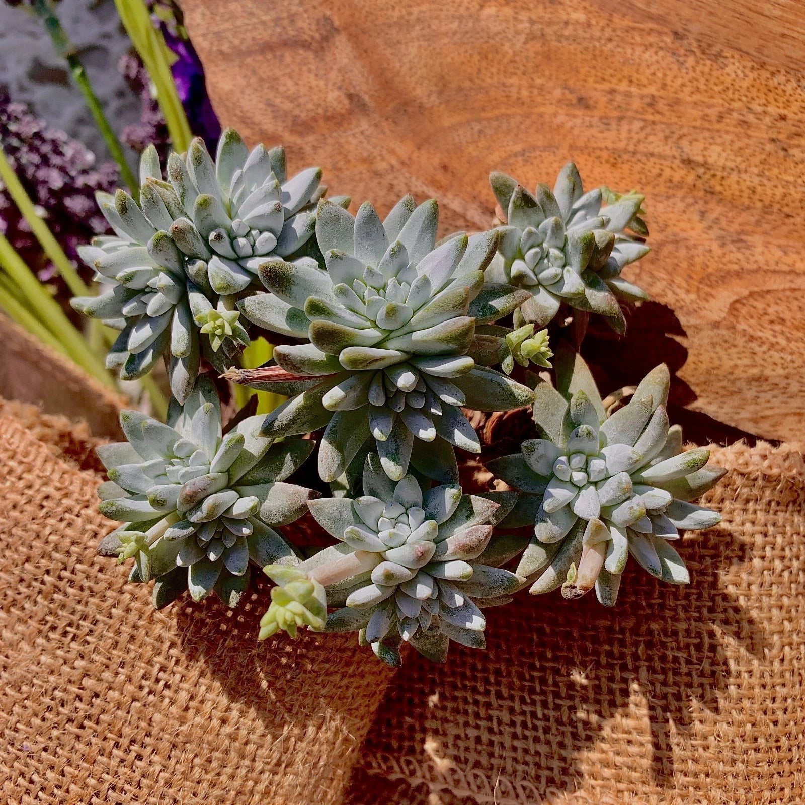 Dudleya gnoma Succulent Plant 3-Inch Green Live Plant, Rare Indoor & Outdoor Succulent, Crassulaceae, Unique Rock Garden Gift