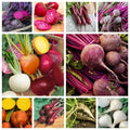 Beet Seeds Collection - 10 Non-GMO Heirloom & Hybrid Varieties - Beta vulgaris, Vibrant Colors, Easy to Grow, Seed Packets