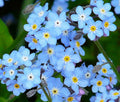 Forget Me Not Seeds - 401+ Blue Woodland Wildflower Seeds for Spring & Summer - Myosotis spp. - Full Sun & Shade Planting